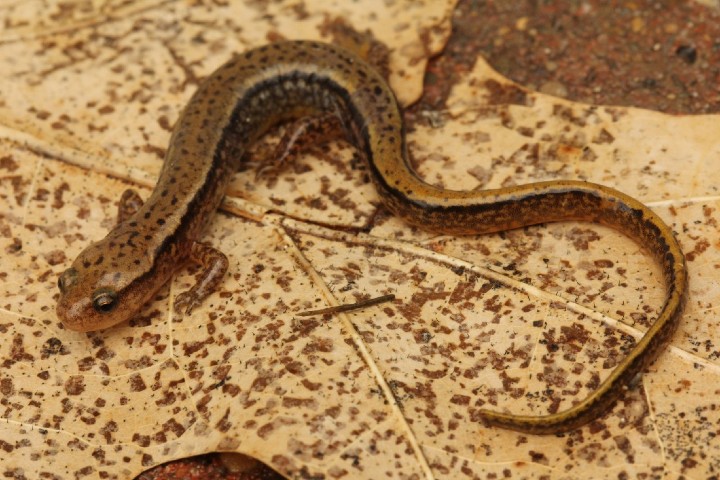 Northern Two-lined Salamander